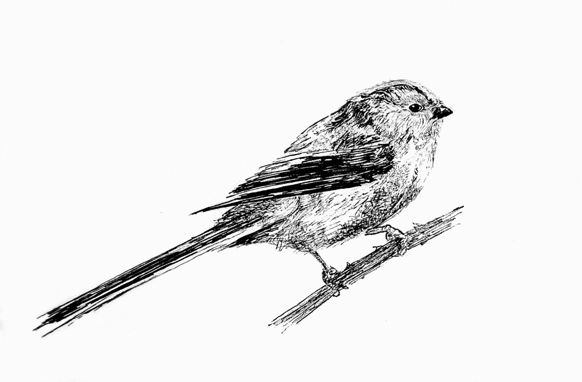 Longtailed-tit-black-and-white