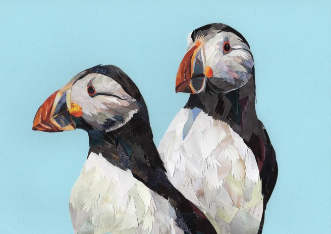 puffins